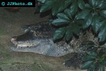 crocodylus novaeguineae   new guinea crocodile  