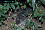 crocodylus novaeguineae   new guinea crocodile  