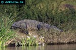 crocodylus palustris   marsh crocodile  