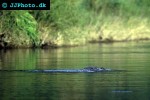 crocodylus palustris   marsh crocodile  