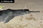 gavialis gangeticus   gharial  