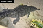 gavialis gangeticus   gharial  