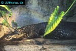 melanosuchus niger   black caiman  