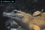 osteolaemus tetraspis   african dwarf crocodile  