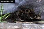 osteolaemus tetraspis   african dwarf crocodile  