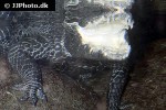 osteolaemus tetraspis   african dwarf crocodile  