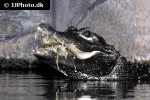 osteolaemus tetraspis   african dwarf crocodile  