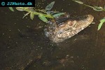 paleosuchus palpebrosus   cuvier s dwarf caiman  