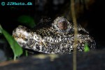 paleosuchus palpebrosus   cuvier s dwarf caiman  