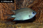 acanthochromis polyacanthus