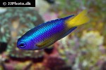pomacentrus auriventris pomacentrus auriventris