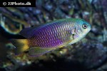 pomacentrus similis pomacentrus similis