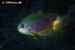 pomacentrus similis pomacentrus similis