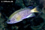 pycnochromis amboinensis