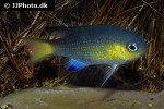 pycnochromis vanderbilti pycnochromis vanderbilti