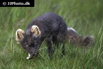 alopex lagopus   arctic fox  