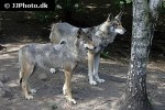 canis lupus   wolf  