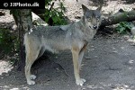 canis lupus   wolf  