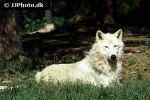 canis lupus arctos   arctic wolf  