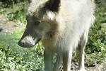 canis lupus arctos   arctic wolf  