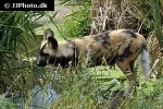 lycaon pictus   african wild dog  