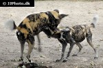 lycaon pictus   african wild dog  