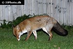 vulpes vulpes   red fox  