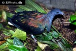 caloenas nicobarica   nicobar pigeon  