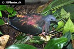 caloenas nicobarica   nicobar pigeon  