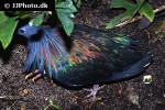 caloenas nicobarica   nicobar pigeon  