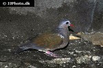 chalcophaps indica   common emerald dove  