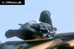 columba livia   rock dove  