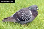 columba livia   rock dove  