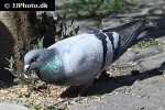 columba livia domestica   domestic pigeon  