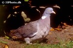 columba palumbus   wood pigeon  