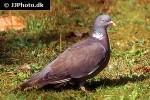 columba palumbus   wood pigeon  