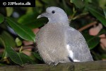 columba palumbus   wood pigeon  