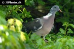 columba palumbus   wood pigeon  