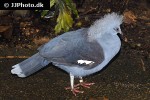 goura cristata   western crowned pigeon  