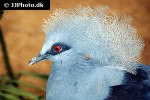 goura cristata   western crowned pigeon  