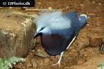 goura scheepmakeri   southern crowned pigeon  