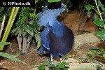 goura victoria   victoris crowned pigeon  