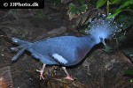 goura victoria   victoris crowned pigeon  