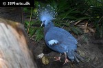 goura victoria   victoris crowned pigeon  