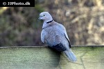 streptopelia decaocto   eurasian collared dove  