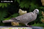 streptopelia decaocto   eurasian collared dove  