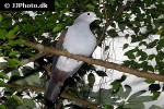 turtur afer   blue spotted wood dove  