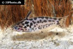 trachelyichthys species rio tapajos