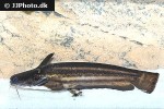 trachelyopterichthys taeniatus