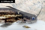 trachelyopterichthys taeniatus